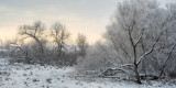 Swamp Willows in Snow 