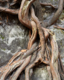 Cedar Roots 