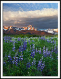 Mt. Sneffels and Lupine Meadow