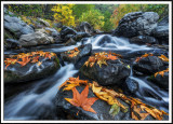 Leaf Litter