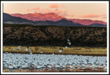 Snow Geese and First Light on the Chupadera Mountains