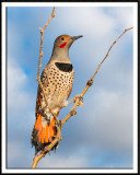 Northern Flicker