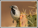 Black Throated Sparrow