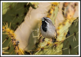 A Prickly Perch