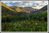 Kings Crown and Larkspur