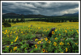 Sunflowers and Showers