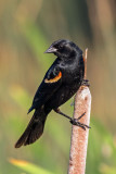 Red-Winged Blackbird (male)