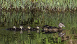 Mama Wood Duck and her Chicks