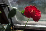 rose small.jpg
