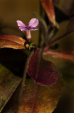 last flower.jpg