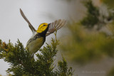 Paruline à gorge noire<br/>Black-throated Green Warbler