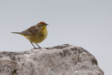 Paruline à couronne rousse<br/>Palm Warbler