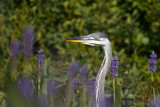 Grand héron<br/>Great Blue Heron