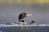 Plongeons huards<br/>Common Loons