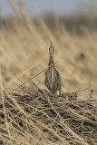 Butor dAmérique<br/>American Bittern