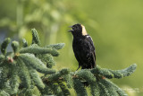 Goglu des prés / Bobolink