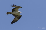 Balbuzard pêcheur / Osprey