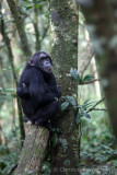 Chimpanzee of Kibale