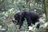 Chimpanzee of Kibale