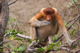 Female proboscis monkey