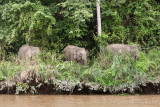 Borneo pygmy elephant