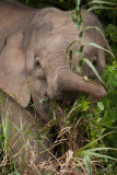 Borneo pygmy elephant