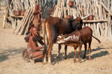 Himba woman milking a cow