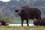 Buffalo