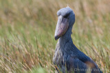 Shoebill