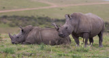 Rhinos blancs