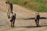 Cheetah family