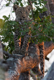 Young leopard in a tree