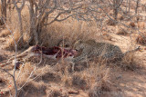 leopard eating an impala
