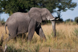 2006 - Botswana (Okavango Delta)
