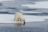 Polar Bear testing the water temperature