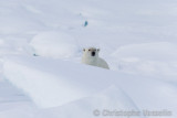 Polar Bear playing hide and seek