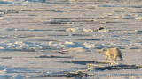 Polar bears in the vastness of the arctic ice