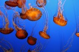 _Monterey aquarium