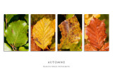 Quadriptyque automne