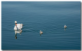 Cygnes sur le lac Lman