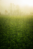 COUNTRY : COLOR