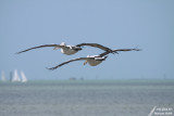 Pelican / Plican