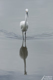 Little Egret / Aigrette Garzette (Egretta Garzetta)