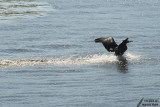 Cormorant / Cormoran - Jetski!