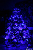Christmas blue / Bleu de Nol
