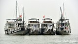 Hoa Binh tour boats, Ha Long Bay, Vietnam  