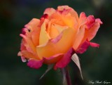 orange rose 