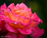 rose  
