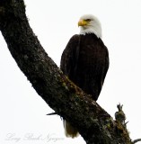 Proud Eagle, Vancouver Island,BC, Canada  