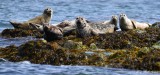 seals, Broken Group Island, Barkley Sound, Vancouver Island, Canada  